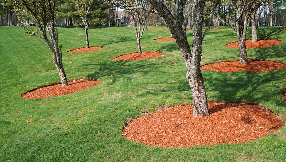 Mulching, Aeration and Overseeding
